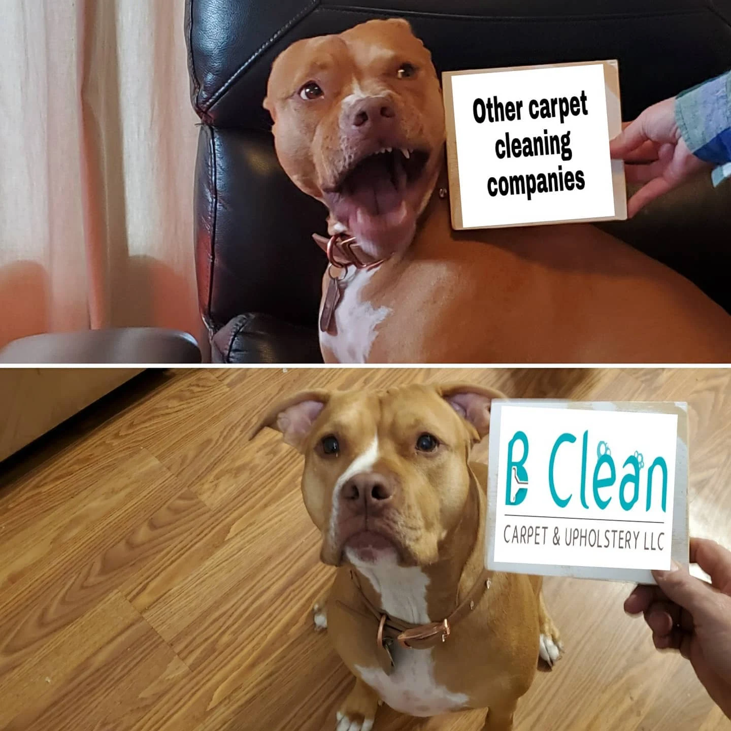 Funny B Clean ad — chaotic dog labeled 'other carpet cleaning companies' vs calm dog with B Clean logo